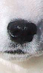 nose of samoyeds3